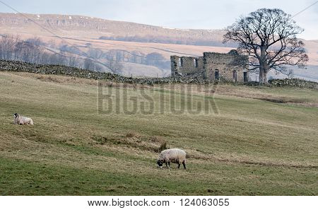 Sheep graze in a field near to a ruined cottage in the early morning light of the Yorkshire Dales near Crey, Kettlewell.