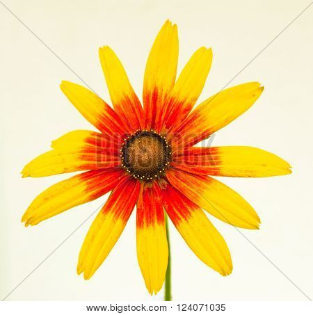 yellow rudbeckia in front of a white wall