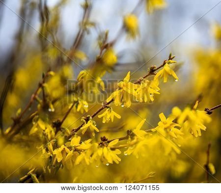 forsythia flower twigs with rain drops hanging on petals