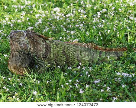 Molting Green Iguana in green grass surrounded by weeds with wildflowers displaying orange neck dewlap