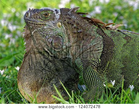 Extreme close up of molting Green Iguana in grass with orange neck dewlap on display