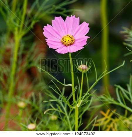 Cosmos Flower