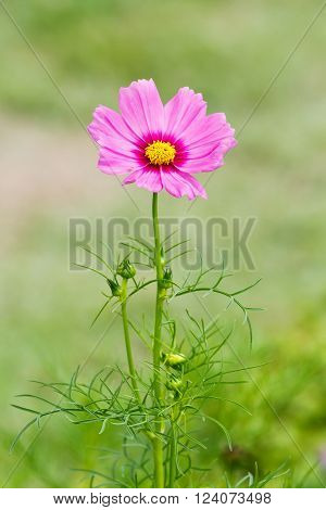 Cosmos Flower