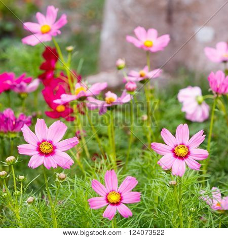 Close up pink color cosmos flower on green background