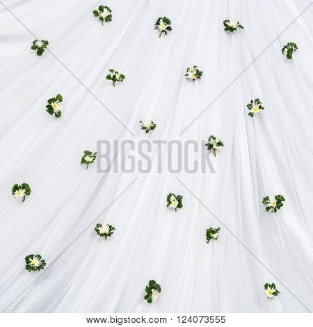 Chrysanthemum with polyscias leaf decoration on white cloth backdrop