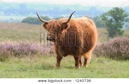 İskoç Highlander