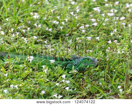 Baby Green Iguana in grass surrounded by wildflowers