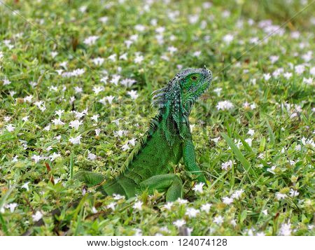 Alert baby Green Iguana sitting up in grass surrounded by wildflowers