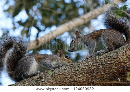 Courting Squirrels on Branch of a Tree