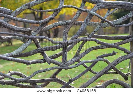 Intertwined branches in a park in Olana NY