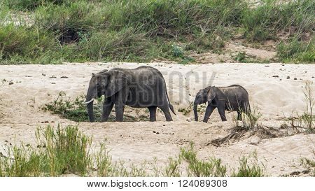 Specie Loxodonta africana family of Elephantidae, african bush elephant in the riverbank, mother and baby