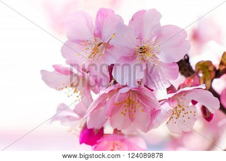 Pink Sakura, Cherry Blossom, Is  The Most Beautiful Flower