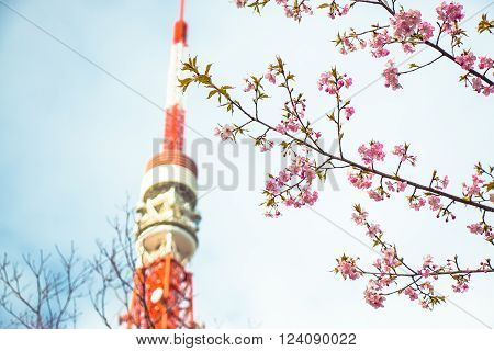 Pink Sakura foreground and Tokyo tower is background
