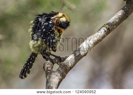 Specie Trachyphonus vaillantii family of Ramphastidae, crested barbet on a branch in South Africa
** Note: Soft Focus at 100%, best at smaller sizes