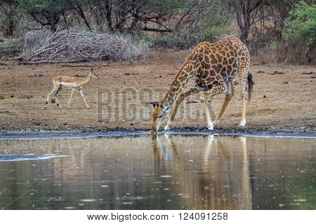 Specie Giraffa camelopardalis family of Giraffidae, giraffe drinking at the riverbank and impala in Kruger park, South Africa
** Note: Visible grain at 100%, best at smaller sizes