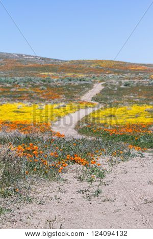 Early spring flowers blooming along the walking trail of the Antelope Valley Poppy Preserve in California
** Note: Shallow depth of field