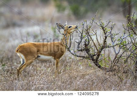 Specie Raphicerus campestris family of bovidae, steenbok in the bush in Kruger park
** Note: Visible grain at 100%, best at smaller sizes