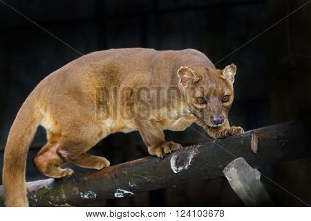 Malagasy fossa (Cryptoprocta ferox) walking on tree