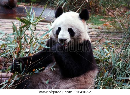 Panda
