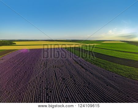 Aerial view of levender field . Wide angle sunset shot.