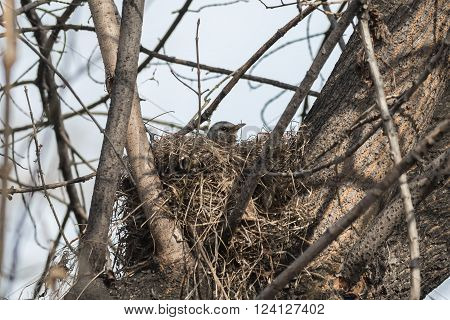Fieldfare (Turdus pilaris) incubates eggs in her nest