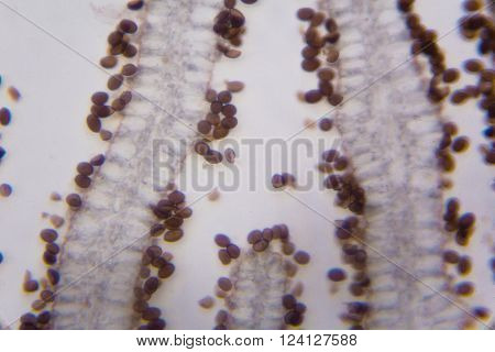 Agaricus section under the optical microscope on white background
** Note: Visible grain at 100%, best at smaller sizes