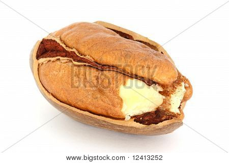 Pecã e Nut-cracker