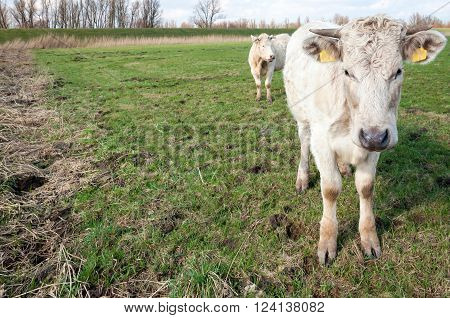 Portrait of two cream-colored cows with horns standing aty edge of a muddy meadow on a sunny day in the beginning of the spring season.