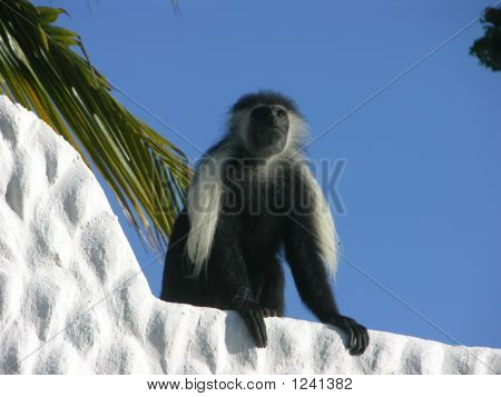 Angolas sort og hvid Colobus abe