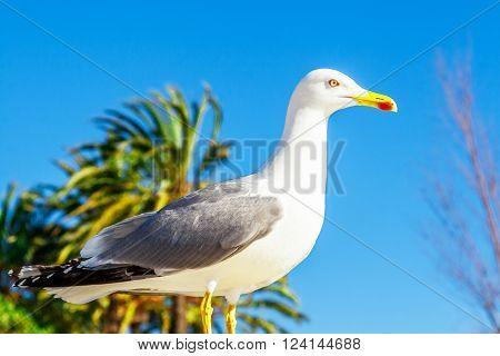 Seagull clouse up on Promenade de la Croisette, the Croisette and Port Le Vieux of Cannes, France Cote d'Azur
