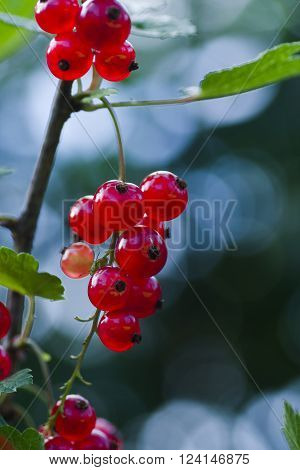 red currant berries stii growing on schrub