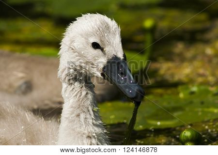 close up of the head of a young swanling