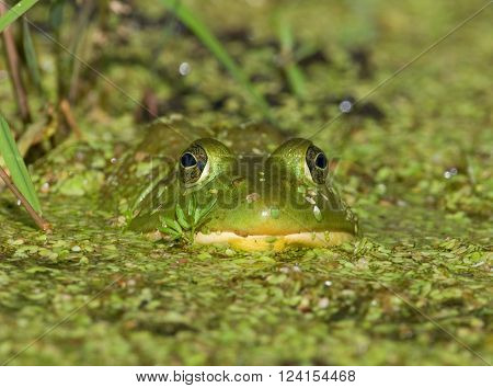 A large Bullfrog warily watches the photographer ready to go into escape mode.