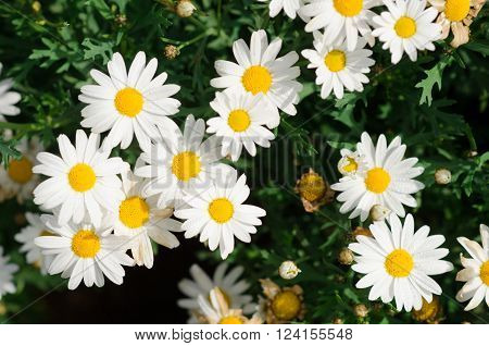 flowers flower white yellow flower white yellow