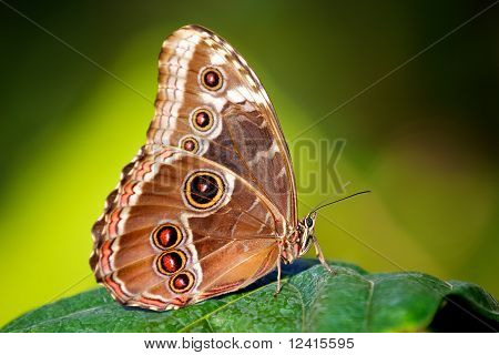 Una farfalla morpho blu