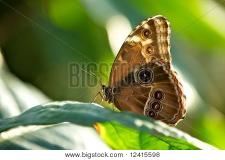 Farfalla Morpho blu