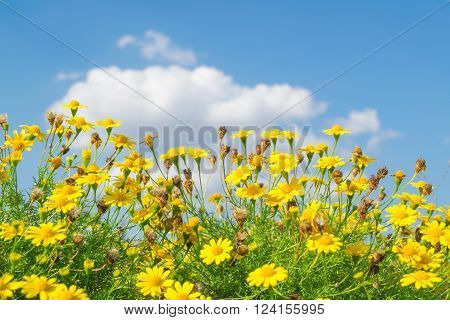 yellow flower Thymophylla tenuiloba with blue sky
