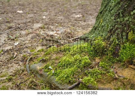 old tree in spring forest covered with moss