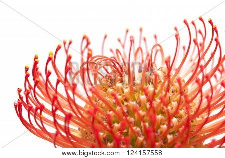 red protea flower macro isolated on white background