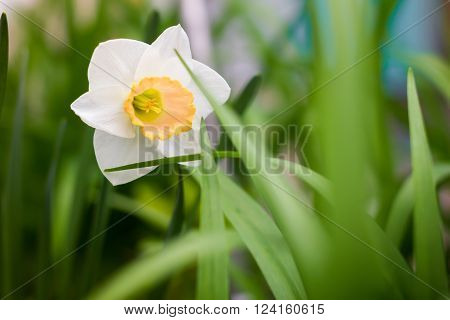 White and yellow daffodil in the green grass. Spring Nature. Spring. Spring flowers. Fresh greens. Warm May