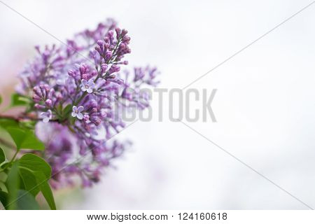 Spring. The branch of a lilac on a white background . Empty space