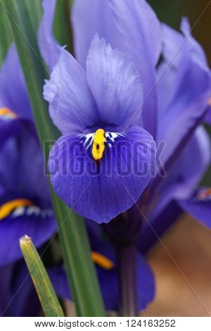 Dwarf beardless iris, flowers of the spring, Iris reticulata
** Note: Visible grain at 100%, best at smaller sizes