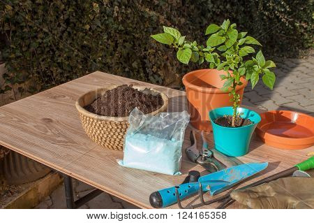 Spring works in the garden. Seedlings chilli peppers. Growing vegetables. Transplanting seedlings into pots. Chilies in a clay pot. Pepper seedlings and fresh chili pepper branch.