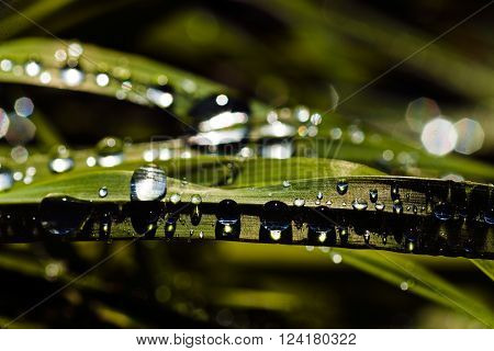 Wet Blades Of Grass
