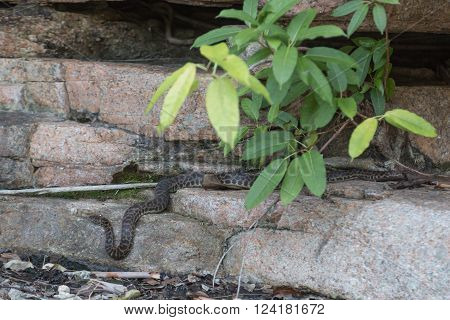 Photograph of a wild python in Queensland, Australia.