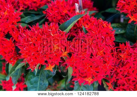 Ixora red flowers on the bed of garden