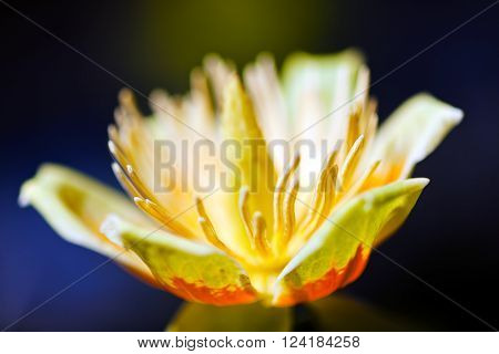 Tulip Tree Flower