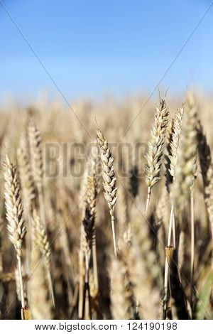Agricultural Field On Which Grow Up Cereals Wheat, Belarus, Ripe And Yellowed Cereals, Small Depth O
