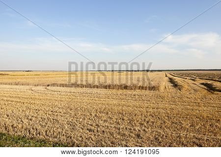 Agricultural Field On Which Grow Up Cereals Wheat, Belarus, Ripe And Yellowed Cereals, Small Depth O