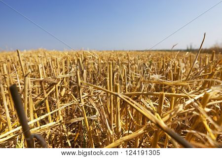 Agricultural Field On Which Grow Up Cereals Wheat, Belarus, Ripe And Yellowed Cereals, Small Depth O